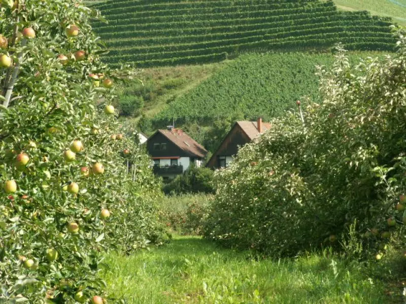 Azienda frutticola